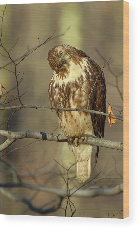 Hawk Wood Print featuring the photograph Inquisitive by Timothy McIntyre