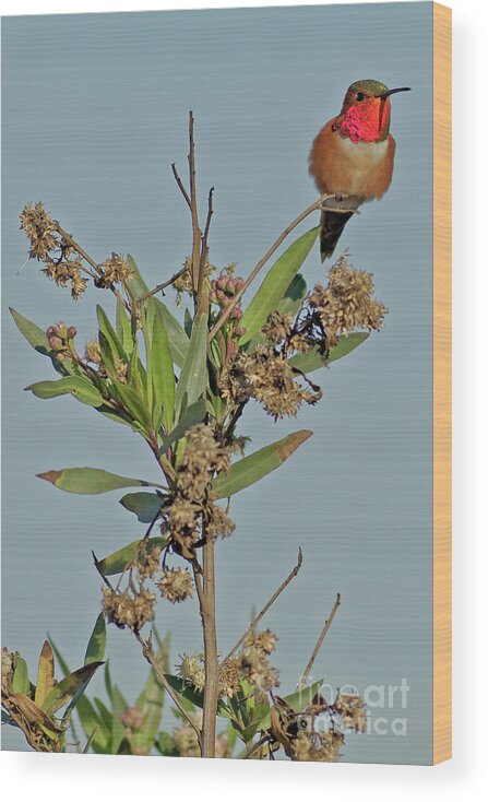 Hummingbird Wood Print featuring the photograph Iridescent Hummingbird by Natural Focal Point Photography