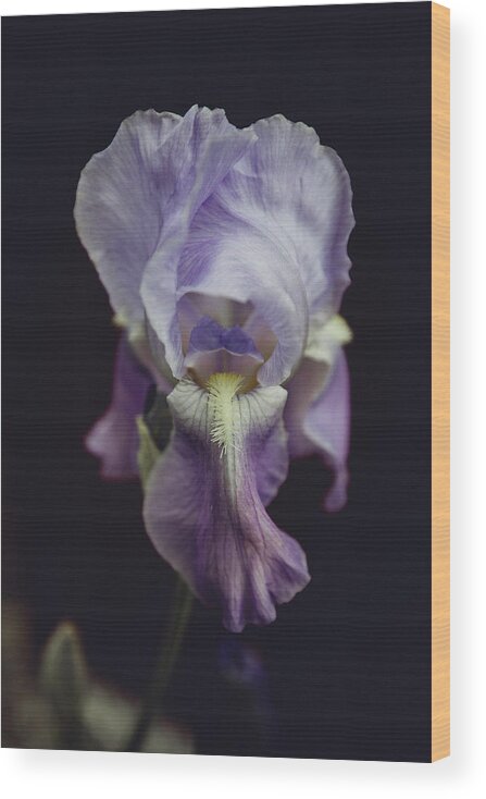 Iris Wood Print featuring the photograph Iris by Denise Kopko