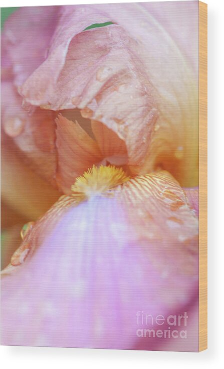 Flower Wood Print featuring the photograph Iris Flower Protecting After Rain Storm No. 6858 by Sherry Hallemeier