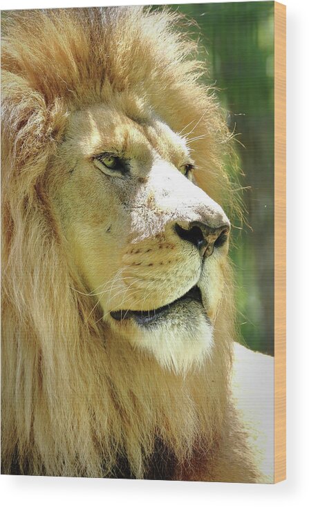 Lion Wood Print featuring the photograph Is This My Good Side by Lens Art Photography By Larry Trager