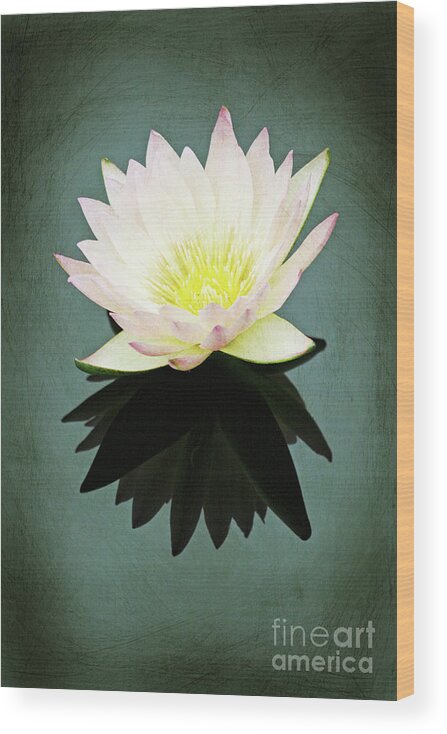 Water Lily; Water Lilies; Lily; Lilies; Flowers; Flower; Floral; Flora; White; White Water Lily; White Flowers; Green; Digital Art; Photography; Reflection; Water; Painting; Simple; Decorative; Décor; Macro; Close-up Wood Print featuring the photograph Isolated Water Lily by Tina Uihlein