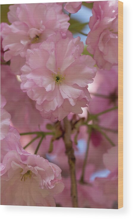 Flower Wood Print featuring the photograph Japanese Flowering Cherry 3 by Dawn Cavalieri