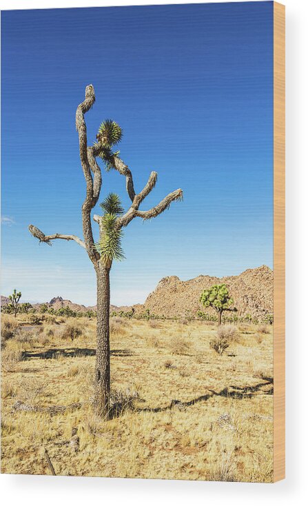Landscapes Wood Print featuring the photograph Joshua Tree-4 by Claude Dalley