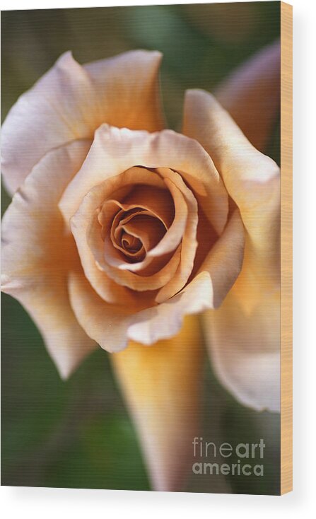 Julia's Rose Flower Wood Print featuring the photograph Julias Rose Coffee by Joy Watson