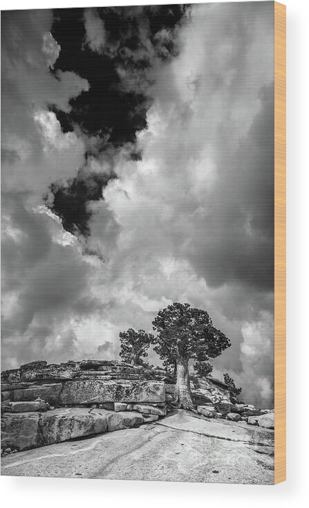 Juniper Wood Print featuring the photograph Juniper before the Storm by Olivier Steiner