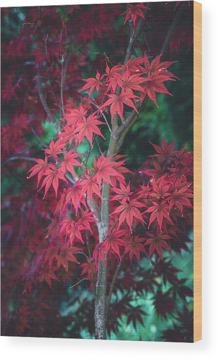 Autumn Wood Print featuring the photograph Just Another Maple by Philippe Sainte-Laudy