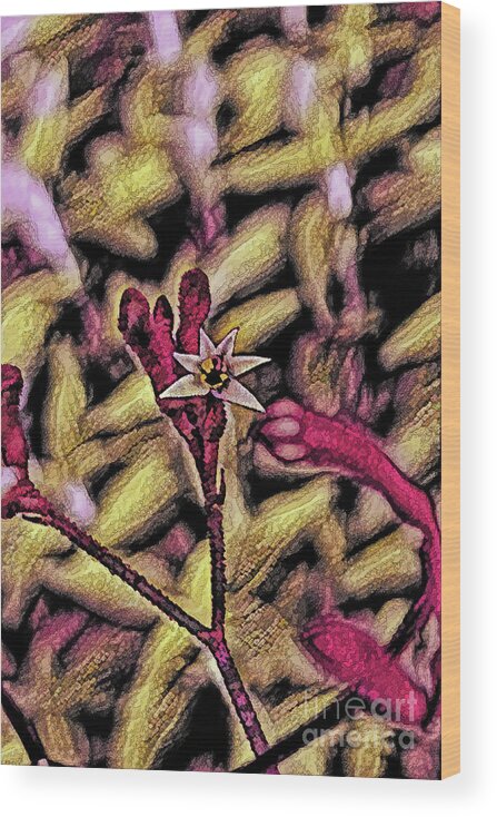 Kangaroo Paw Wood Print featuring the photograph Kangaroo Paw Impression by Elaine Teague