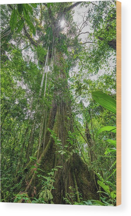 Amazon Wood Print featuring the photograph Kapok - Ceiba pentandra tropical tree by Henri Leduc