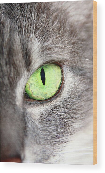 Cat Wood Print featuring the photograph Keeping An Eye On You by Lens Art Photography By Larry Trager