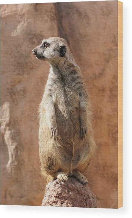Alert Wood Print featuring the photograph Meerkat On Guard Duty by Tom Potter