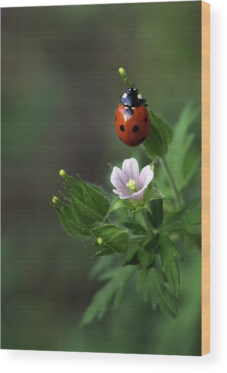  Wood Print featuring the photograph Lady Bug by William Rainey