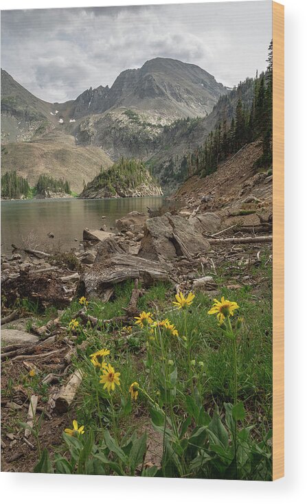Mountains Wood Print featuring the photograph Lake Agnes Wildflowers by Aaron Spong