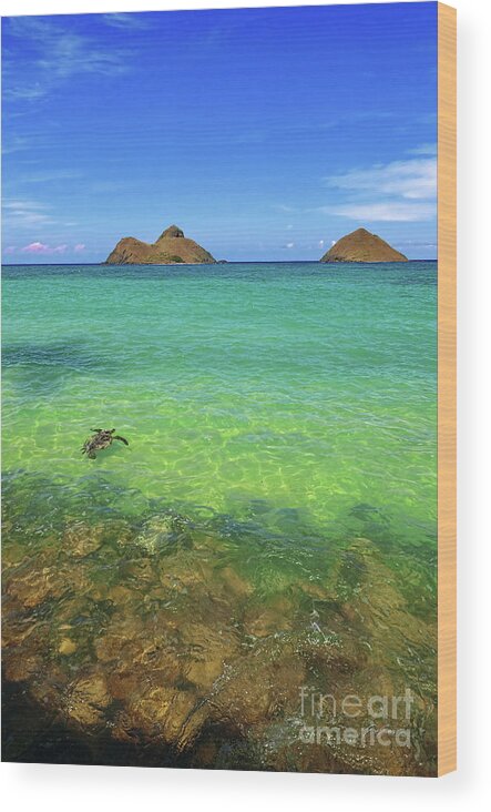 Lanikai Beach Wood Print featuring the photograph Lanikai Beach Sea Turtle by Aloha Art