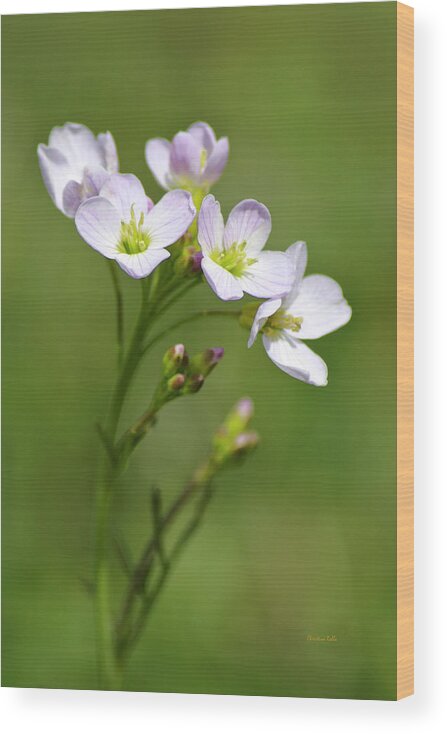 Flowers Wood Print featuring the photograph Lavender Cuckoo Flower by Christina Rollo