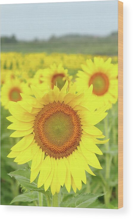 Sunflower Wood Print featuring the photograph Leader Of The Pack by Lens Art Photography By Larry Trager