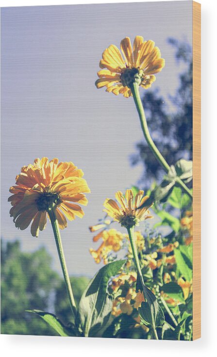 Zinnia Wood Print featuring the photograph Light and Faded Flowers by W Craig Photography