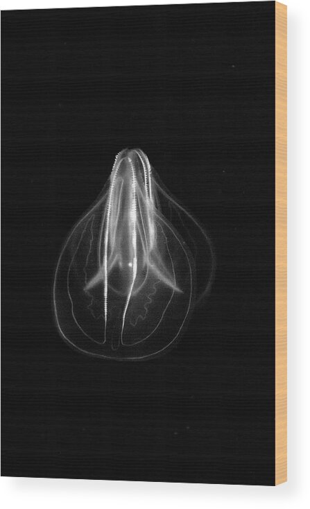 Aquarium Wood Print featuring the photograph Like Edison by Gina Cinardo