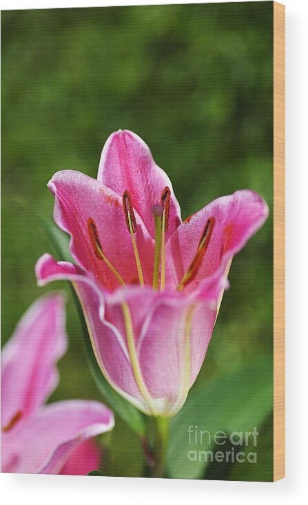 Lily Flower Pink Wood Print featuring the photograph Lily Flower Pink by Joy Watson