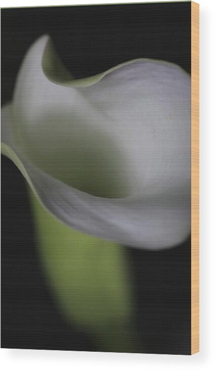 Botanical Wood Print featuring the photograph Lily Green Grey by Julie Powell