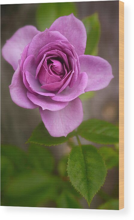 Maryland Wood Print featuring the photograph Little Pink Rose by Robert Fawcett