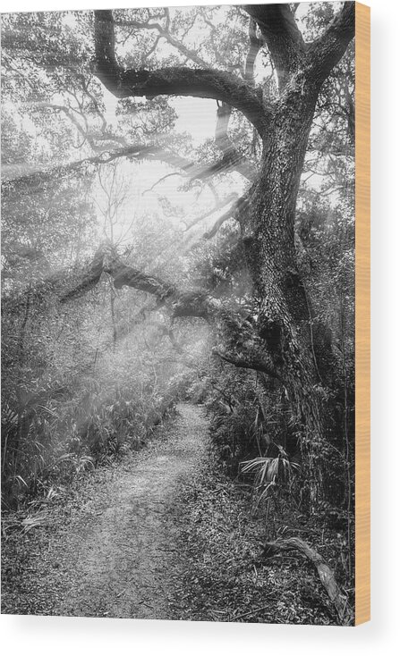 Clouds Wood Print featuring the photograph Little Talbot Island Sunlit Trail Black and White by Debra and Dave Vanderlaan