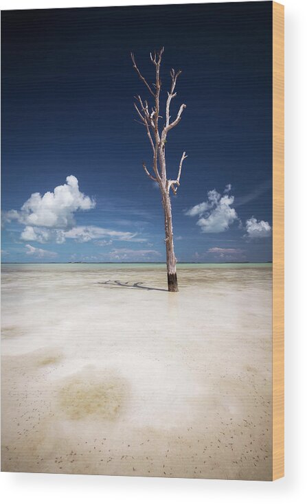 Tree Wood Print featuring the photograph Lone Tree by Erika Valkovicova