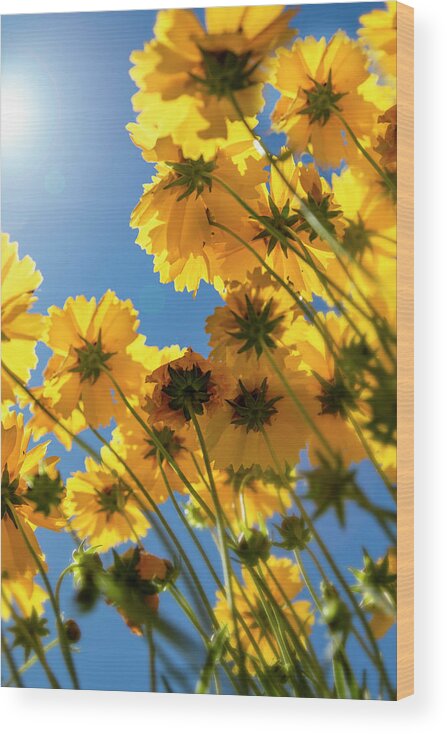 Flower Wood Print featuring the photograph Look Up by Gary Geddes