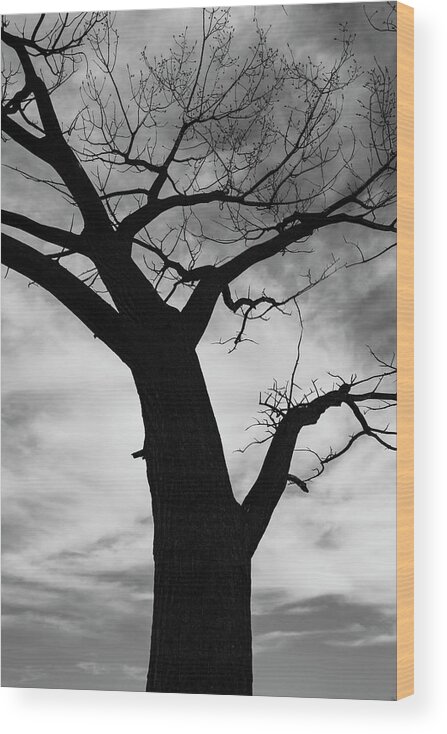 Bosque Del Apache Wood Print featuring the photograph Looking Skyward by Maresa Pryor-Luzier