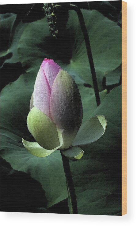 Lotus Wood Print featuring the photograph Lotus Watercolor by Carolyn Stagger Cokley