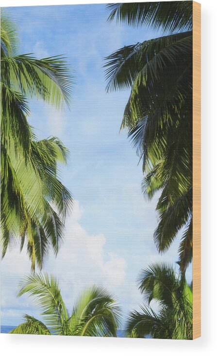 Tranquility Wood Print featuring the photograph Low angle view of palm trees under blue sky by Jacobs Stock Photography Ltd