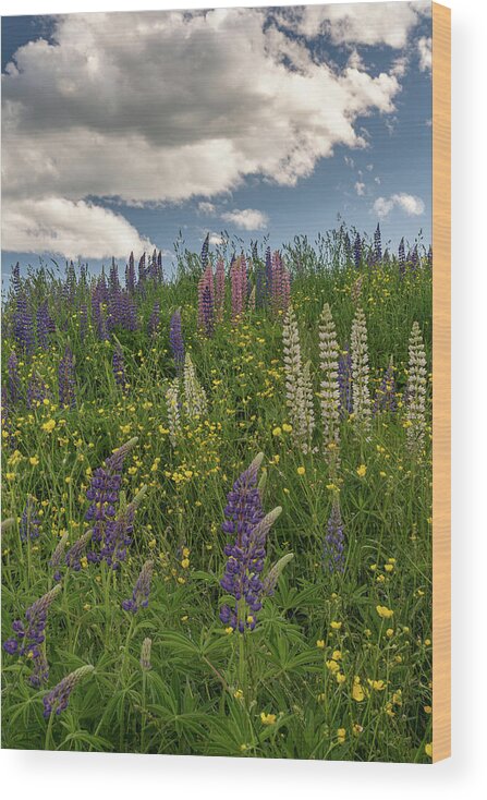 #lupines#newhampshire#flowers#fields#mountains#skies#sunset#spri Wood Print featuring the photograph Lupines and Buttercups by Darylann Leonard Photography