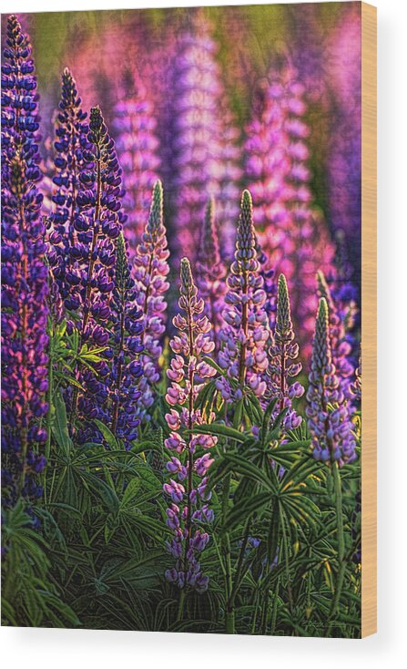 Lupines Wood Print featuring the photograph Lupines Sidelit By First Sunlight by Marty Saccone