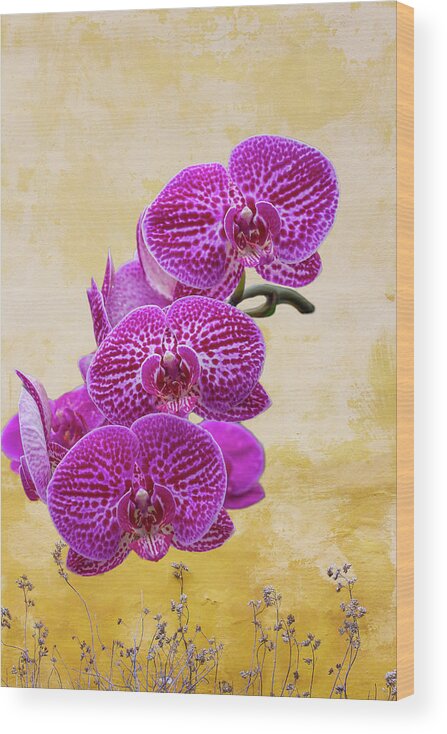 Magenta Wood Print featuring the photograph Magenta Moth Orchids by Cate Franklyn