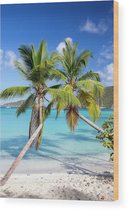3scape Wood Print featuring the photograph Maho Bay Palms by Adam Romanowicz