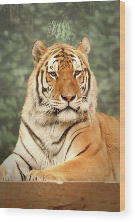 Tiger Wood Print featuring the photograph Majestic by Lens Art Photography By Larry Trager