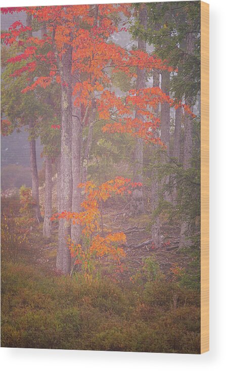 New Hampshire Wood Print featuring the photograph Maple Gold by Jeff Sinon