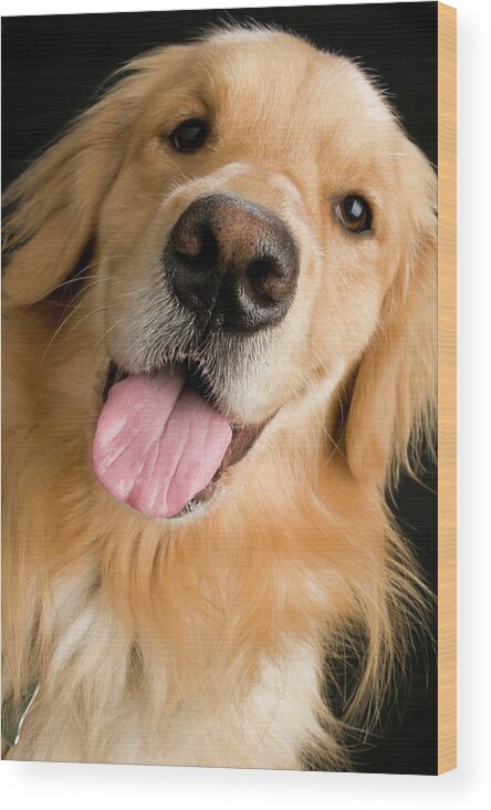 Golden Retriever Dog Wood Print featuring the photograph McGoo by Robert Dann