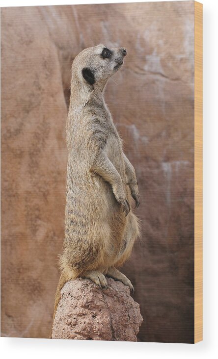 Alert Wood Print featuring the photograph Meerkat Sentry On a Rock by Tom Potter
