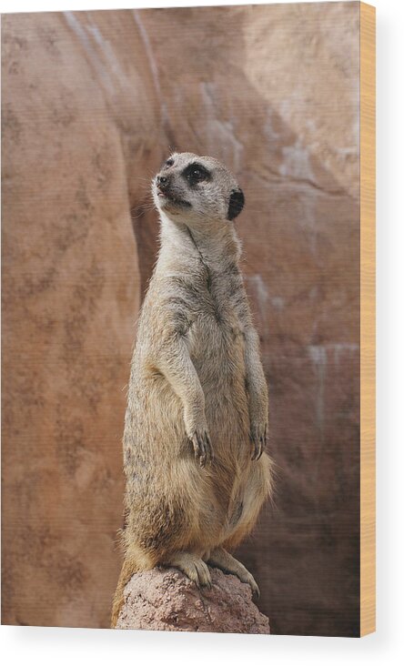 Alert Wood Print featuring the photograph Meerkat Standing Guard by Tom Potter