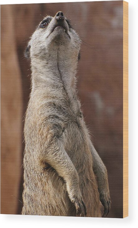 Alert Wood Print featuring the photograph Meerkat Standing at Attention by Tom Potter