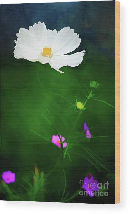 White Cosmos Wood Print featuring the digital art Midnight Cosmos by Anita Pollak