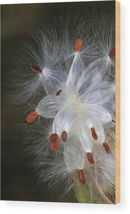 Milkweed Wood Print featuring the photograph Milkweed Seeds by Shixing Wen