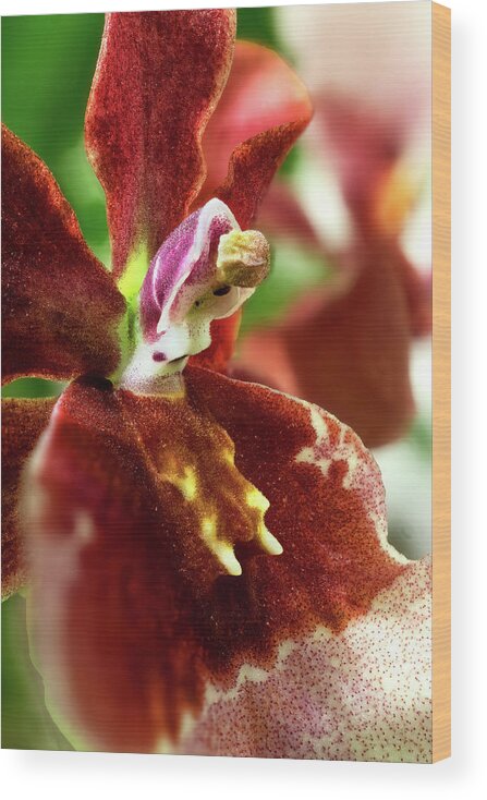 Orchid Wood Print featuring the photograph Miltonidium Bartley Schwarz Highland 03 by Weston Westmoreland