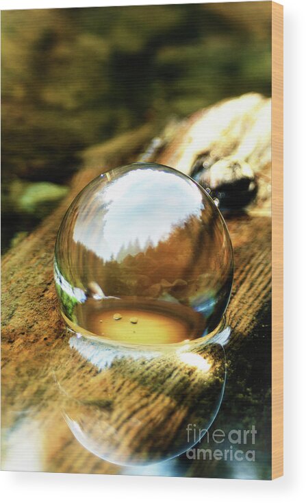 Lens Ball Wood Print featuring the photograph Mirror On The Log by Janie Johnson