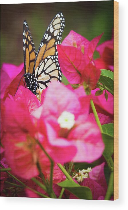 Animal Wood Print featuring the photograph Monarch butterfly on a red bougainvillea by Jean-Luc Farges