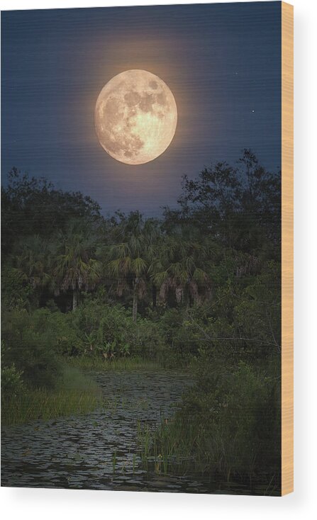 Moon Over Big Cypress Swamp Throw Pillow by Mark Andrew Thomas - Mark  Andrew Thomas - Artist Website