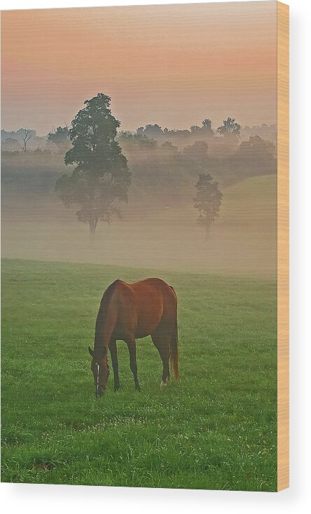 Horses Wood Print featuring the photograph Morning at the pasture. by Ulrich Burkhalter