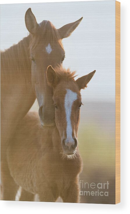 Cute Foal Wood Print featuring the photograph Morning Portrait by Shannon Hastings