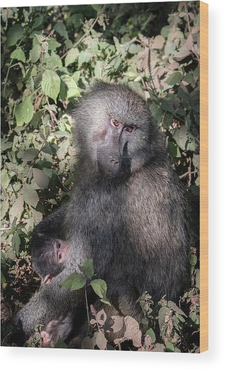 Africa Wood Print featuring the photograph Mother and Baby Baboon by Mary Lee Dereske
